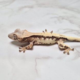 릴리 세이블 100%헷아잔틱 세이블 릴리100%헷아잔틱