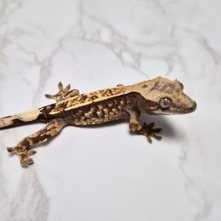Cappuccino 100% Het Axanthic