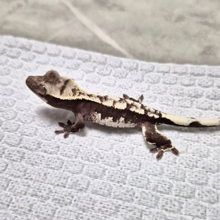 White Crown Axanthic