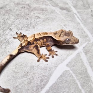 Sable 100% Het Axanthic