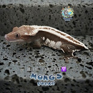 팔바티
