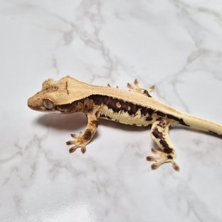 릴리100%헷아잔틱