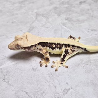 Lilly 100% Het Axanthic