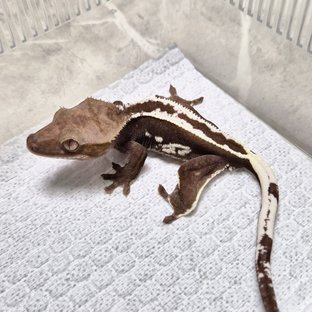 Full Pinstripe White Spot Axanthic