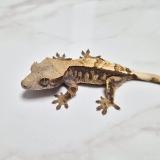 카푸치노 100%헷아잔틱