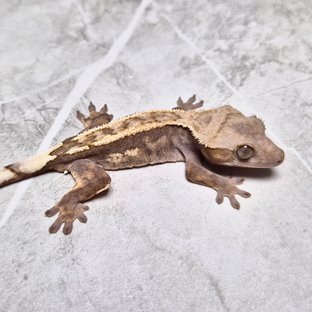 Sable 100% Het Axanthic