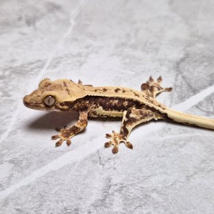 Lilly 100% Het Axanthic