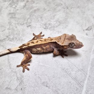 Sable 100% Het Axanthic