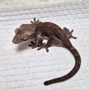 Luwak 100% Het Axanthic