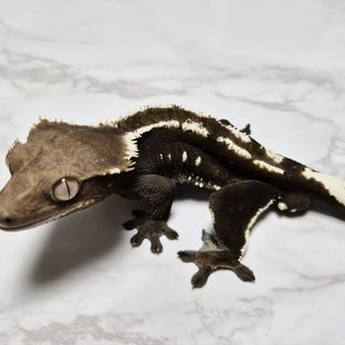 아잔틱