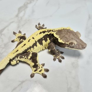 Frappuccino Axanthic Lilly Axanthic