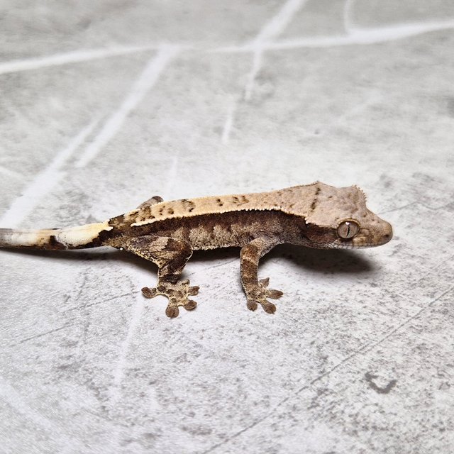 Cappuccino 100% Het Axanthic