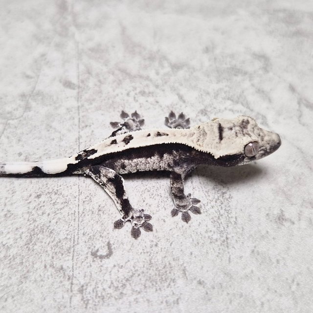 White Crown Cappuccino Axanthic