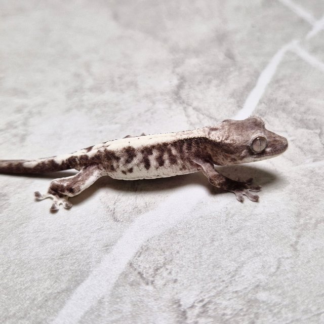 100% Het Axanthic Luwak LW Lilly 100% Het Axanthic