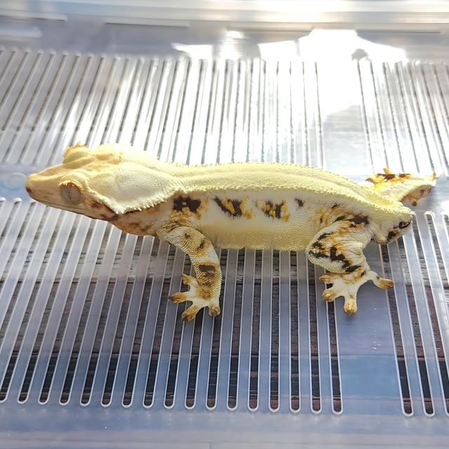 릴리화이트