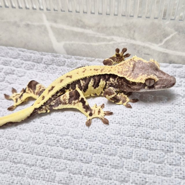 100% Het Axanthic LW Sable Lilly 100% Het Axanthic Sable
