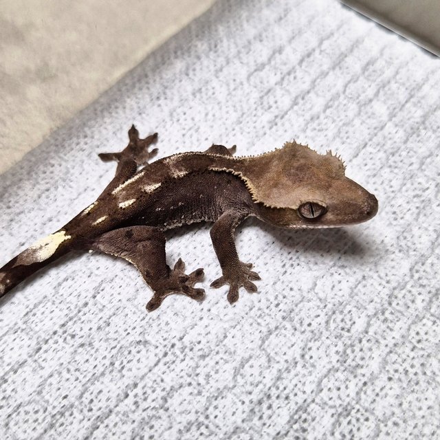 Axanthic Cappuccino