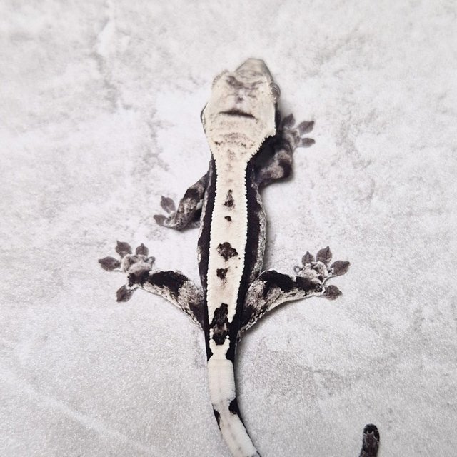 White Crown Cappuccino Axanthic