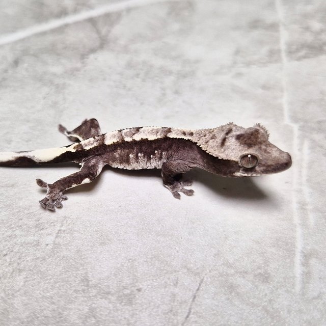 Axanthic