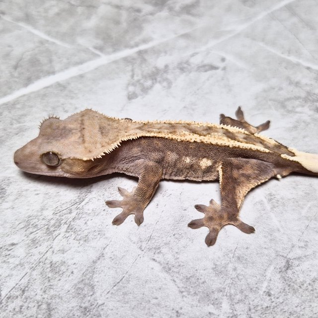 100% Het Axanthic Sable