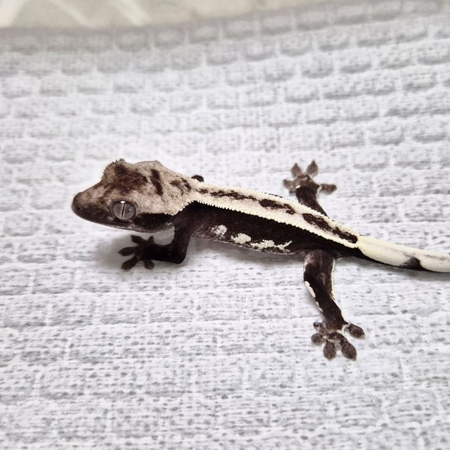 White Crown Axanthic Full Pinstripe