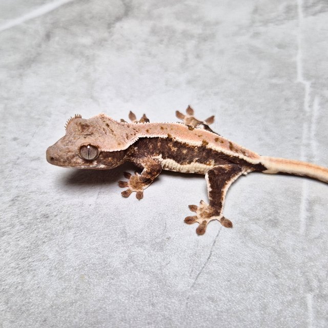 Lilly 100% Het Axanthic