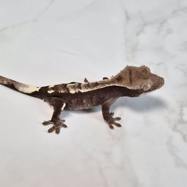 아잔틱