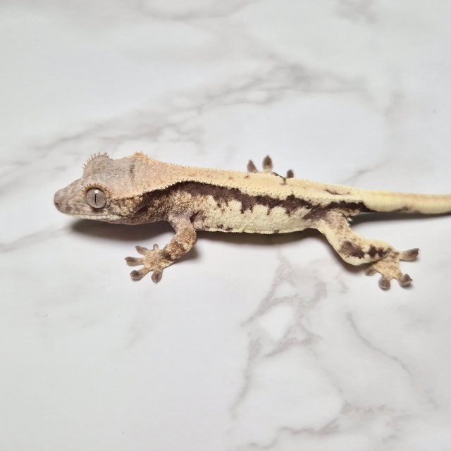 릴리 세이블 100%헷아잔틱 세이블 릴리100%헷아잔틱