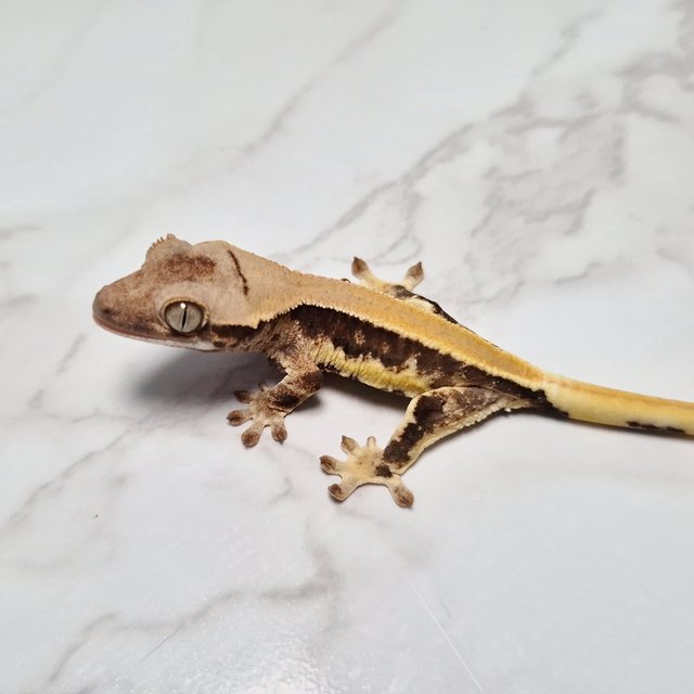 Lilly 100% Het Axanthic