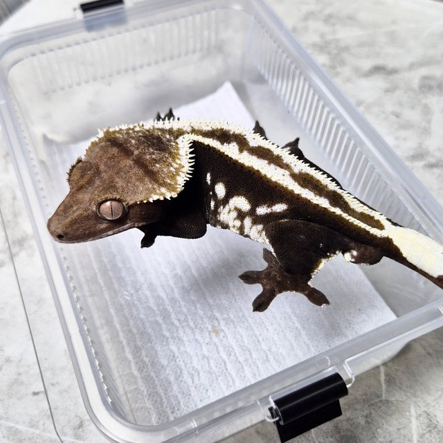 Super Stripe Axanthic White Crown