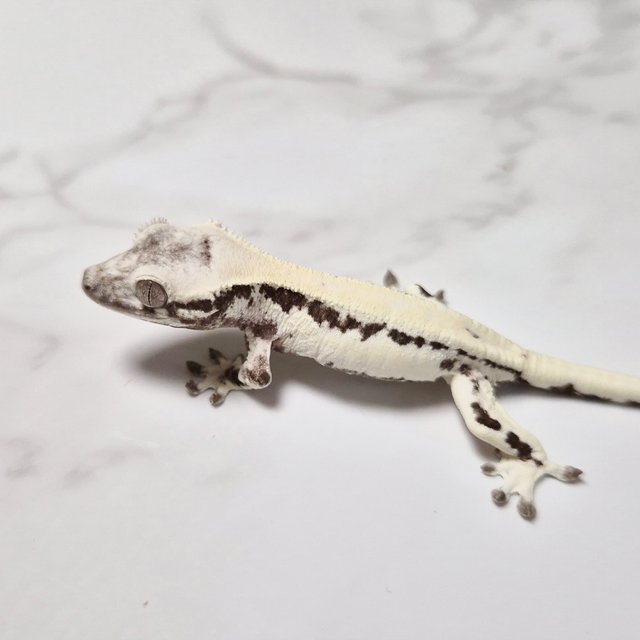 Lilly Axanthic Axanthic LW Sable Sable