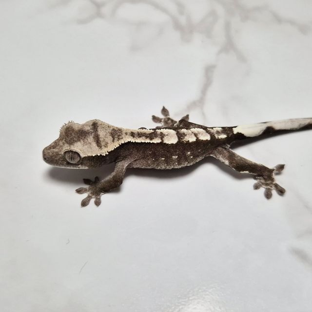 아잔틱