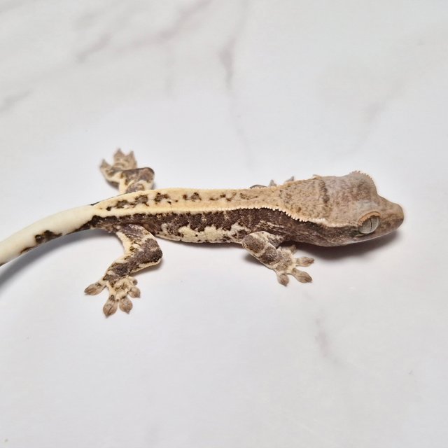 프라푸치노 100%헷아잔틱 릴리100%헷아잔틱