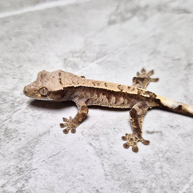 Cappuccino 100% Het Axanthic