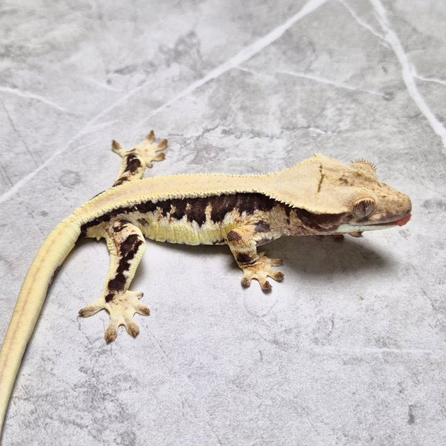 Lilly 100% Het Axanthic