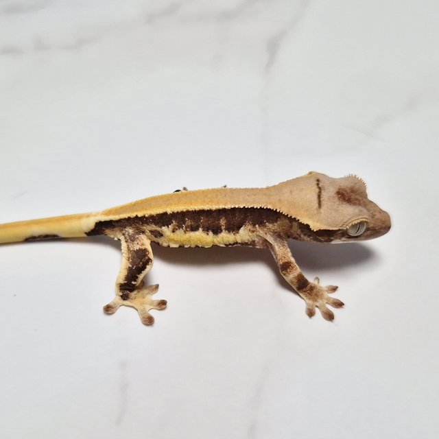 Lilly 100% Het Axanthic