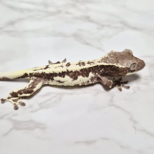 Axanthic Frappuccino Lilly Axanthic