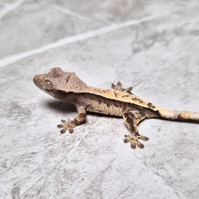 Cappuccino 100% Het Axanthic