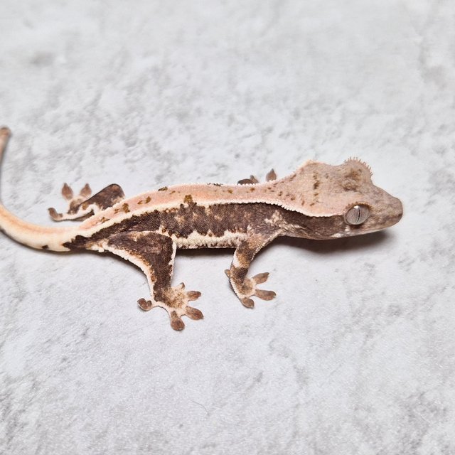 Lilly 100% Het Axanthic