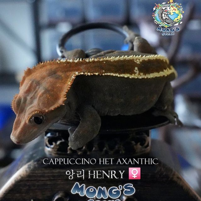 Cappuccino 100% Het Axanthic