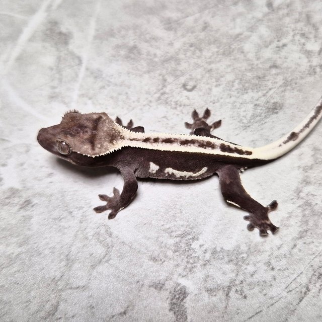 White Crown Super Stripe Axanthic