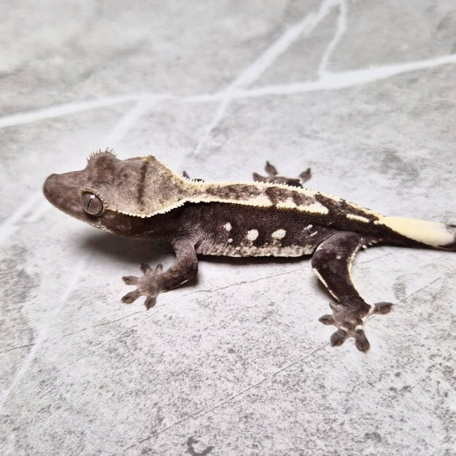 Axanthic