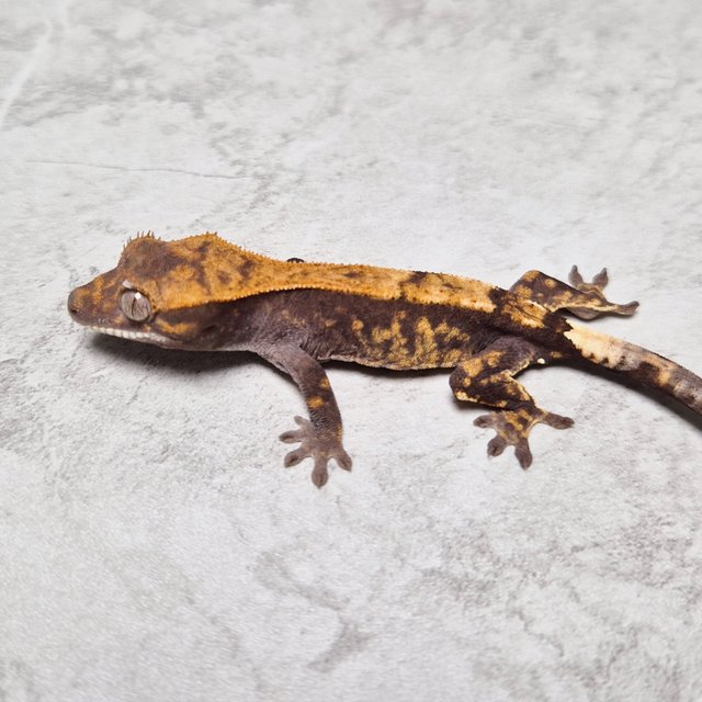 Sable 100% Het Axanthic