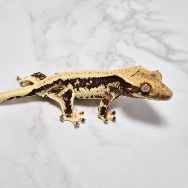 릴리100%헷아잔틱