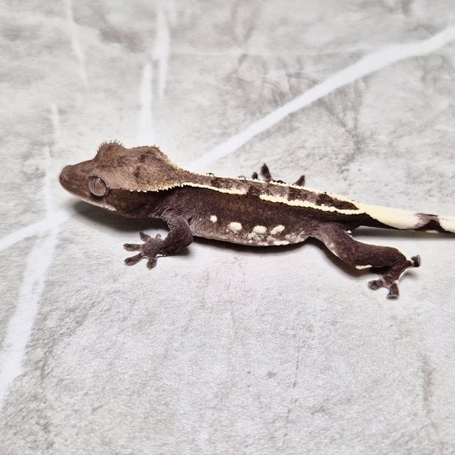 Axanthic