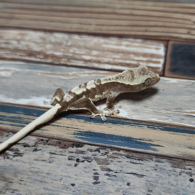 릴잔틱
