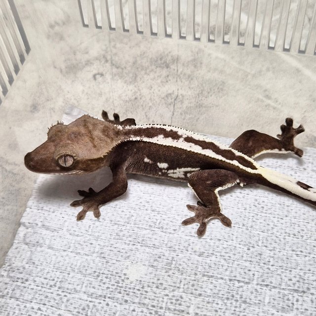 Full Pinstripe Axanthic