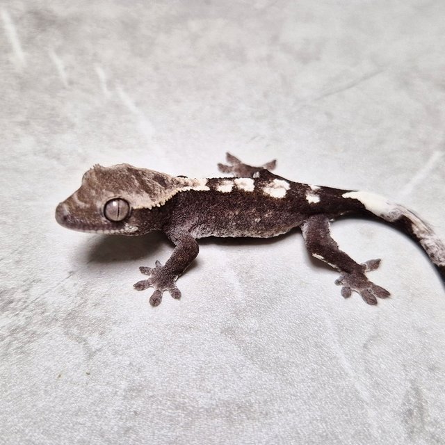 Cappuccino Axanthic