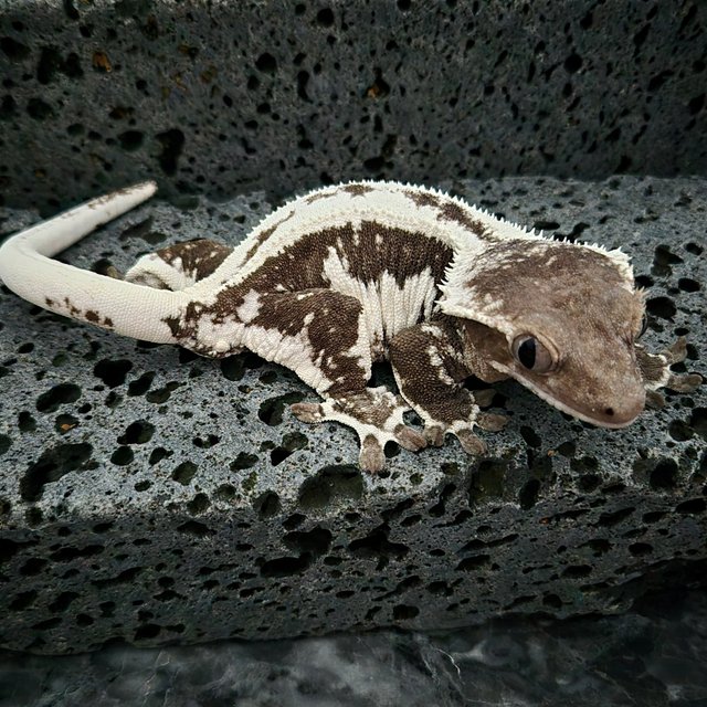 Lilly Axanthic