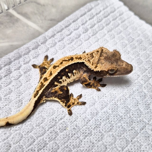 Full Pinstripe 100% Het Axanthic